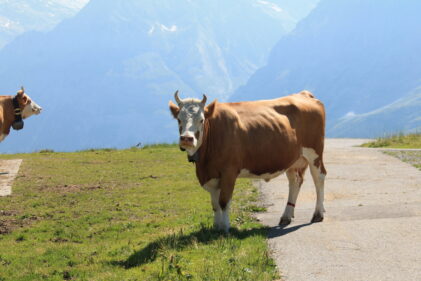 Lauterbrunnen, Switzerland – Déjà Moo